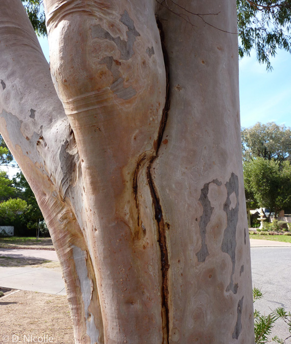 Eucalyptus citriodora lemon scented gum structural failure trunk