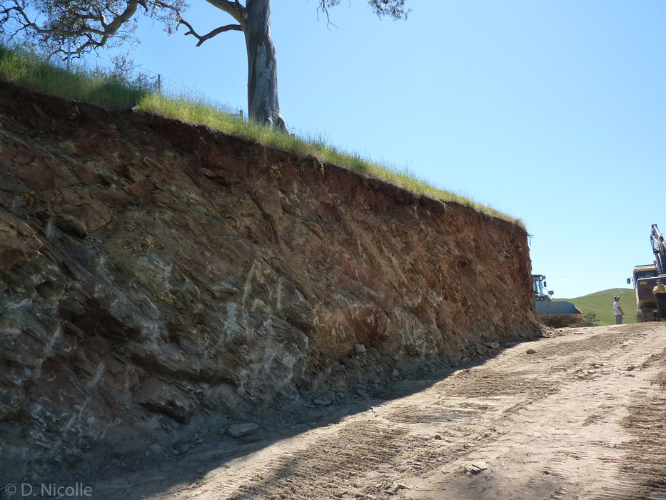 Eucalyptus tree development TPZ protection zone excavation