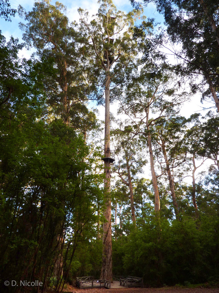 Bicentennial Tree Eucalyptus diversicolor karri