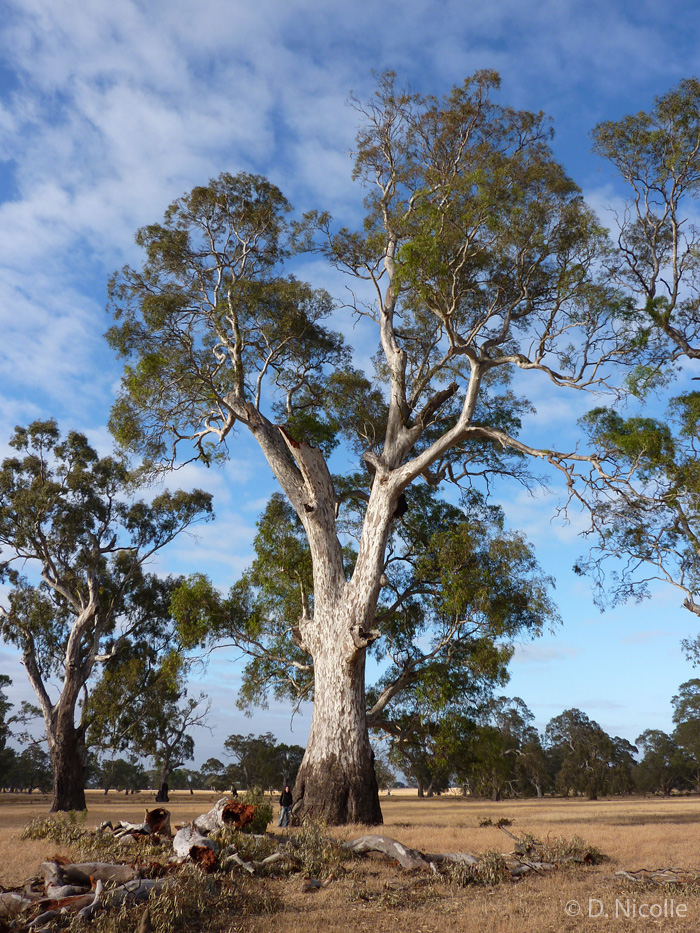 Big-Red-Eucalyptus-camaldulensis-gum
