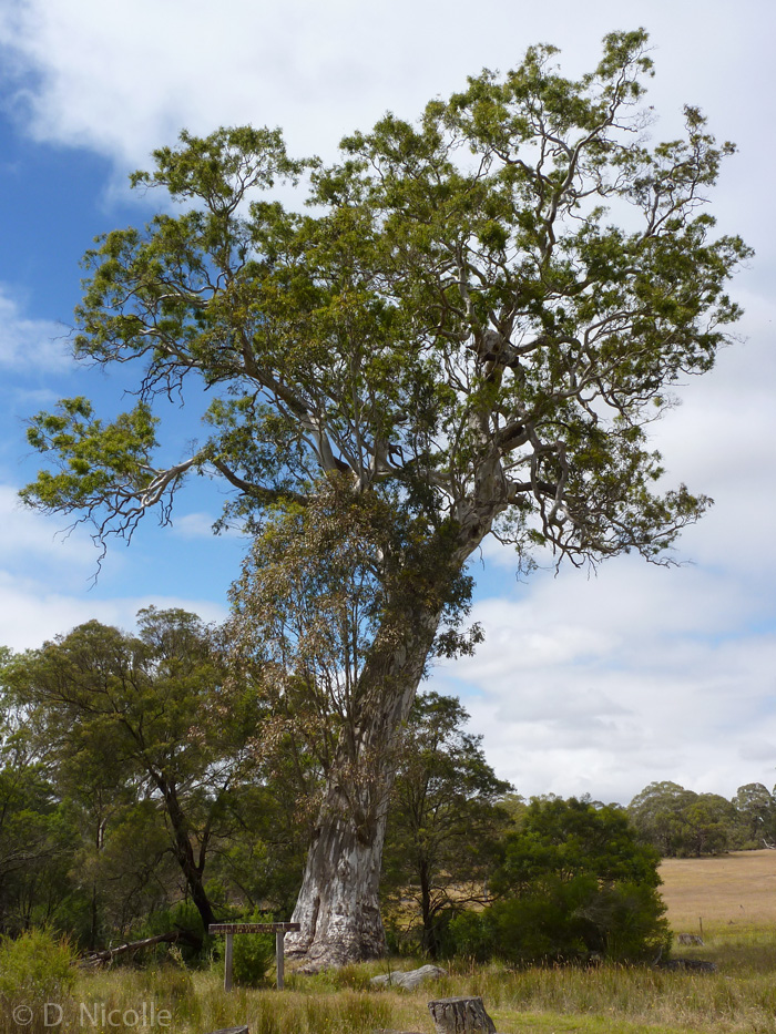 Bilstons Tree Eucalyptus camaldulensis