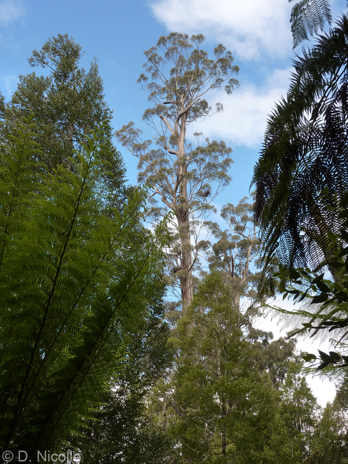 Centurion Eucalyptus regnans mountain ash Tasmania