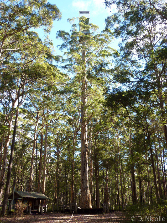 Diamond Tree Eucalyptus diversicolor karri