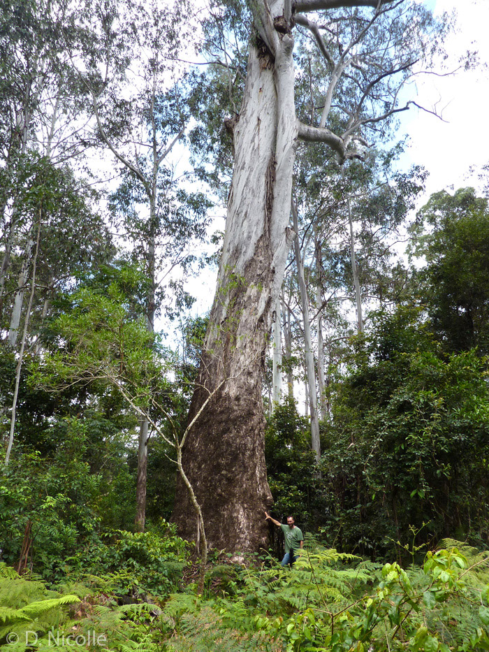 Eucalyptus-dunnii-Moleton