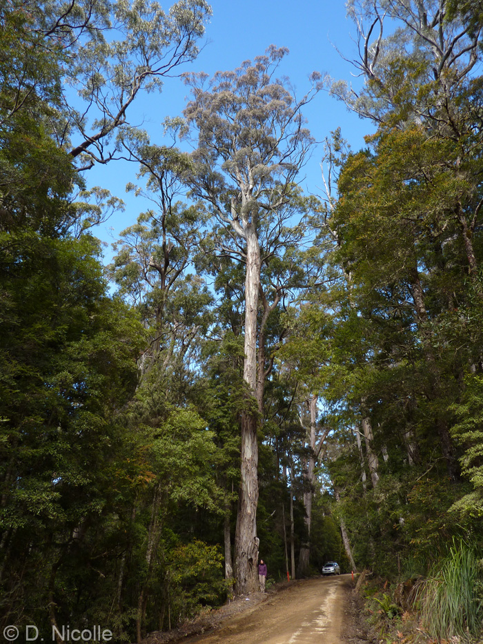 Eucalyptus urnigera urn fruited gum Mt Field NP