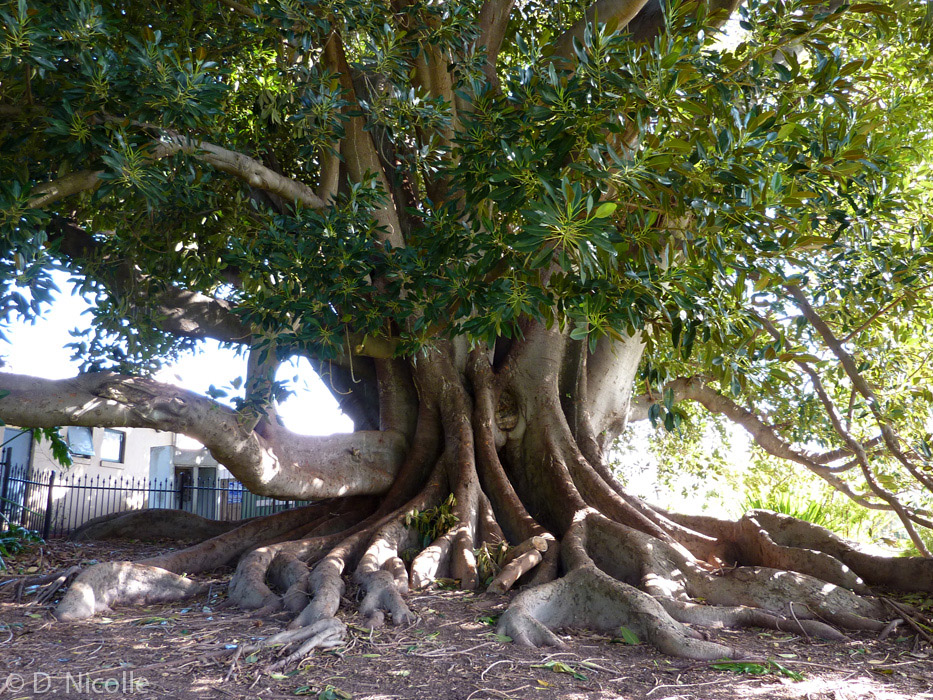 Ficus macrophylla Moreton Bay fig Mclaren Vale