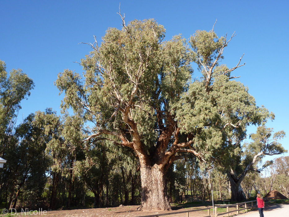 Giant Gum Eucalyptus camaldulensis red Orroroo