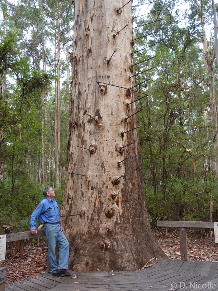 Gloucester Tree Eucalyptus diversicolor karri