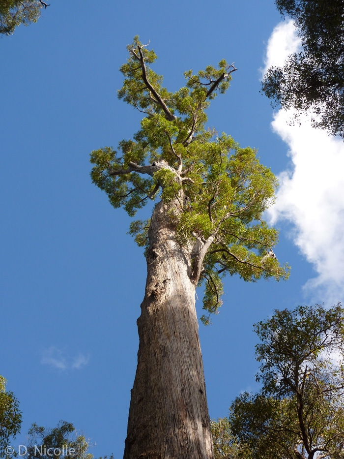 King Jarrah Eucalyptus marginata