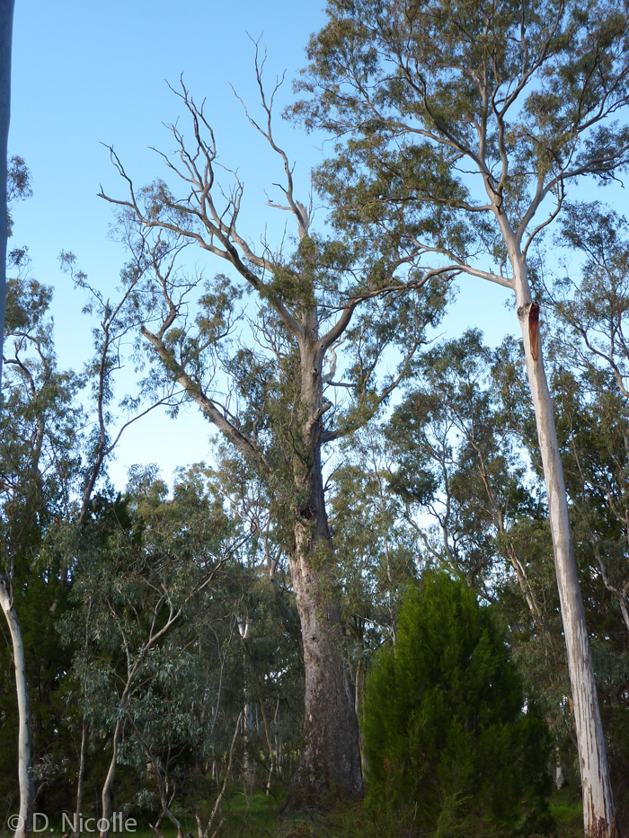 King Tree Eucalyptus camaldulensis red gum Wirrabara