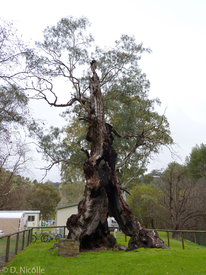 Monarch Glen Eucalyptus camaldulensis red gum