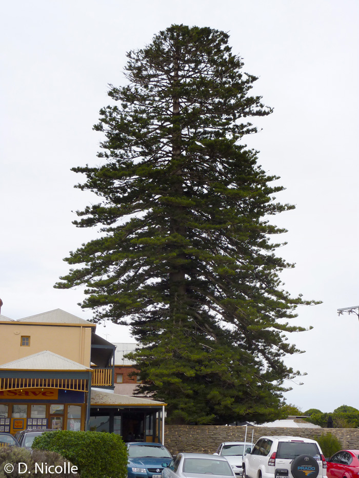 Norfolk Island pine Araucaria heterophylla Port Elliot