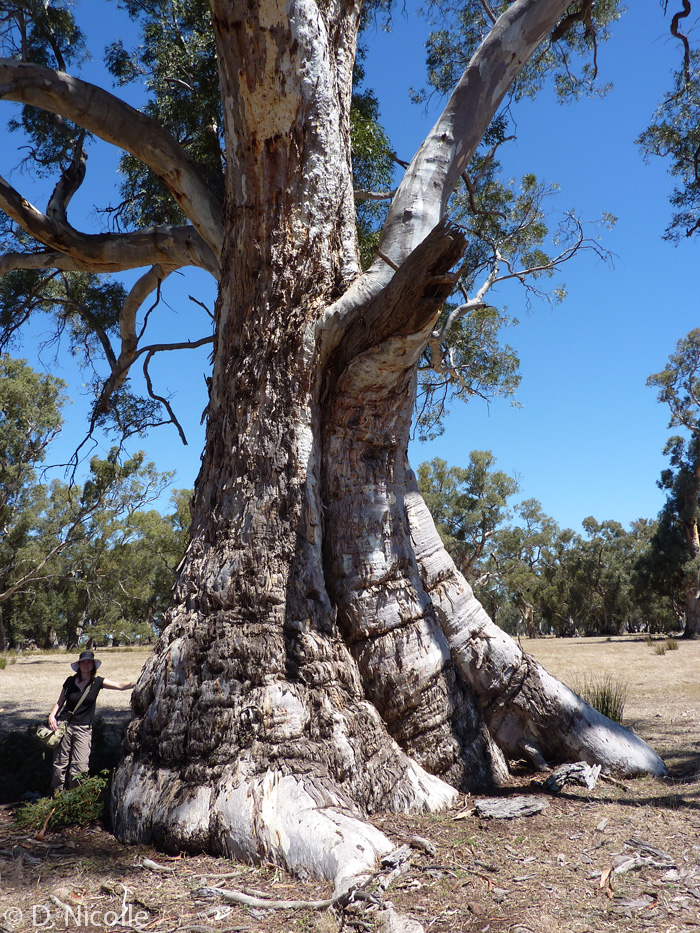 Old Emu Foot Eucalyptus camaldulensis red gum