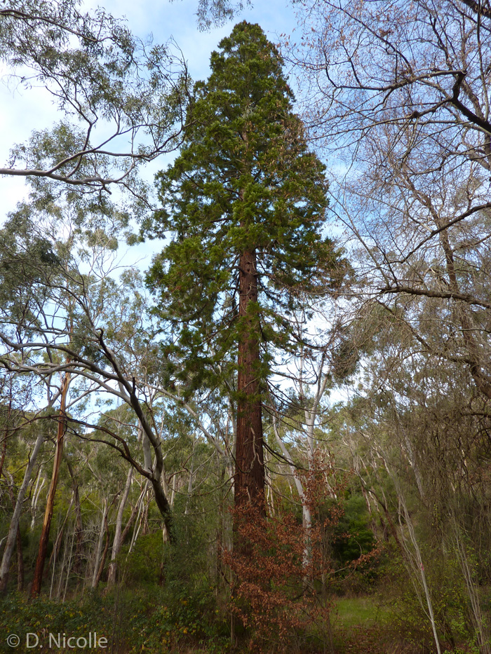 Sequoiadendron gigantium giant sequoia