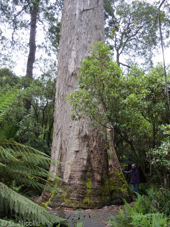 Sir Vim White Knights Eucalyptus viminalis manna gum Tasmania