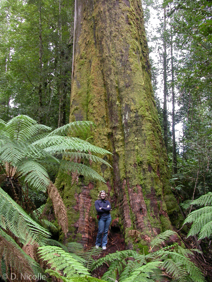 Styx Bigger Tree Eucalyptus regnans Tasmania