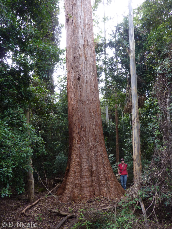 Tibbs Tree Eucalyptus microcorys tallowwood