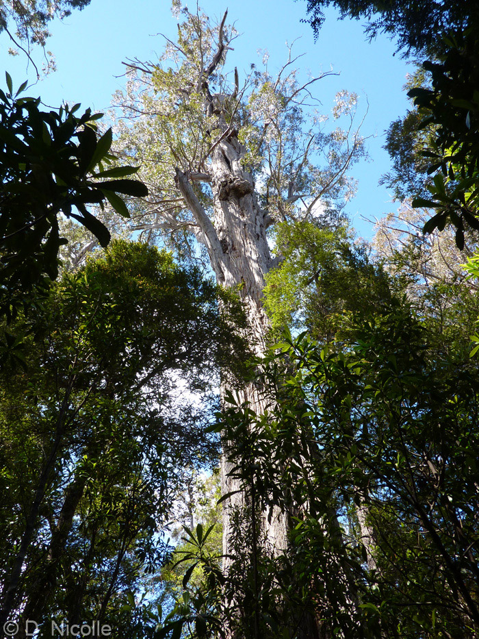 Troll Eucalyptus delegatensis Geeveston Tasmania