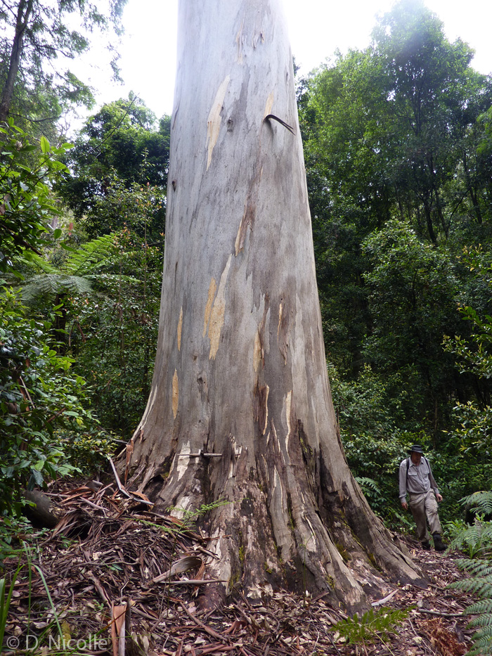 Woodford Tree Eucalyptus deanei