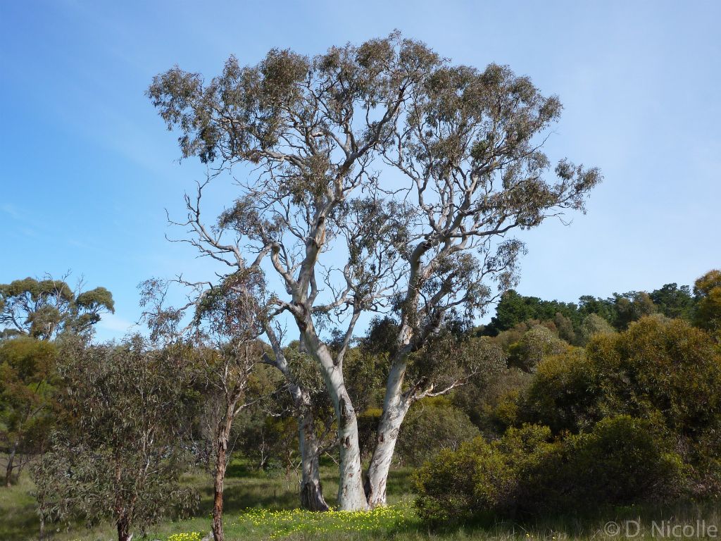 Currency Creek Arboretum Eucalyptus fasciculosa