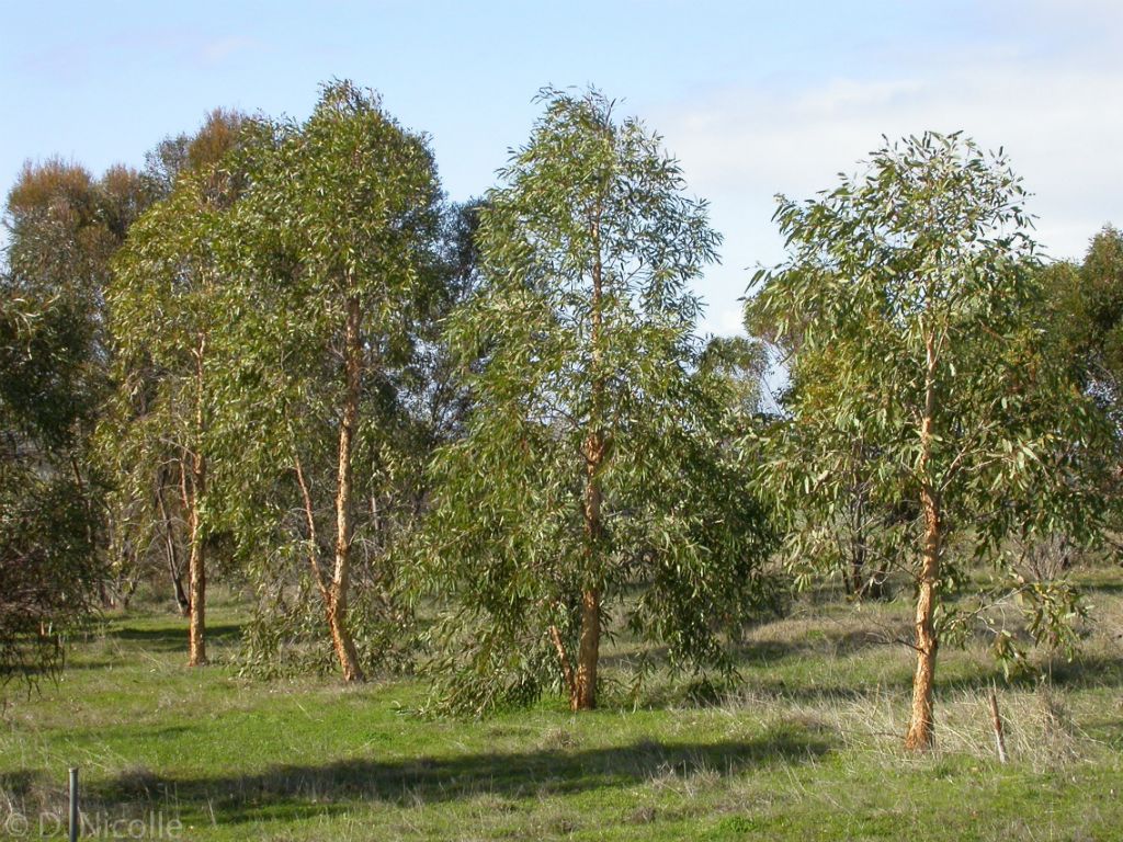 Currency Creek Arboretum Eucalyptus leichhardtii