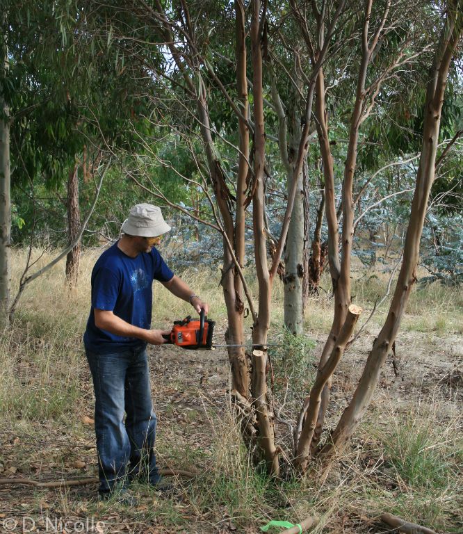 Eucalyptus bakeri regeneration study CCA