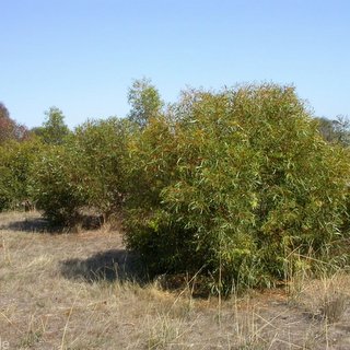 Currency Creek Arboretum Eucalyptus bennettiae