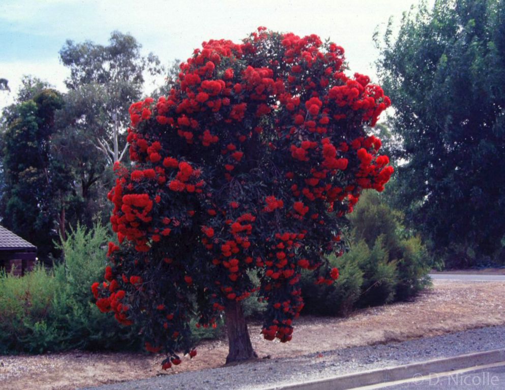 Corymbia ficifolia red flowering gum Kersbrook tree