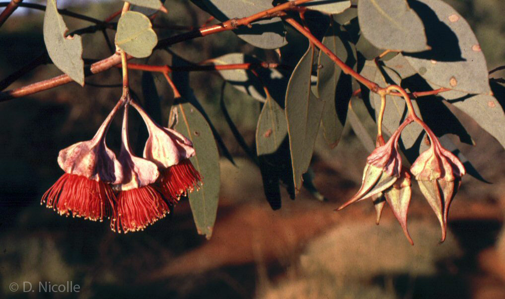 Eucalyptus alatissima