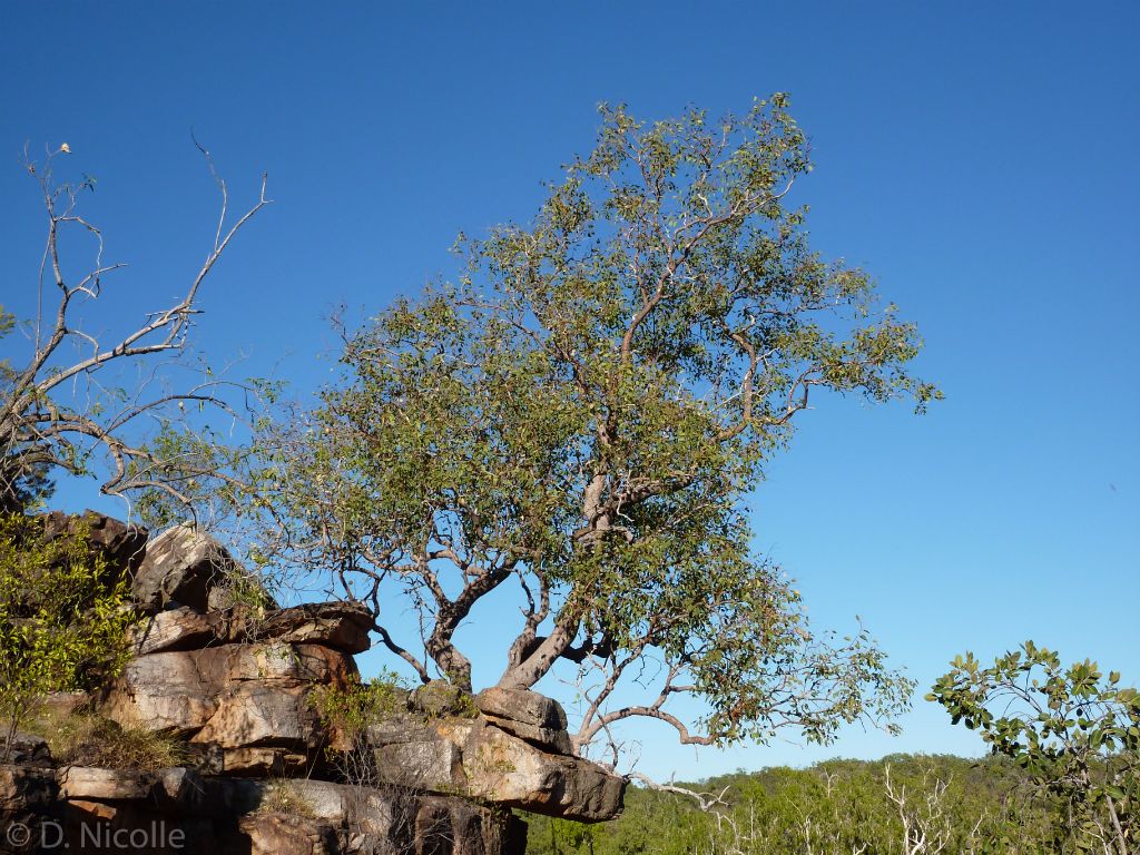 Eucalyptus brachyandra Kimberley