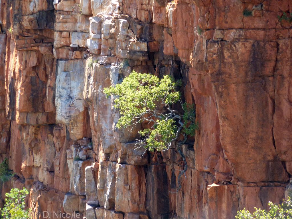 Eucalyptus brachyandra