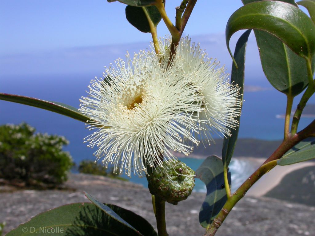 Eucalyptus globulus Tasmanian blue gum flowers