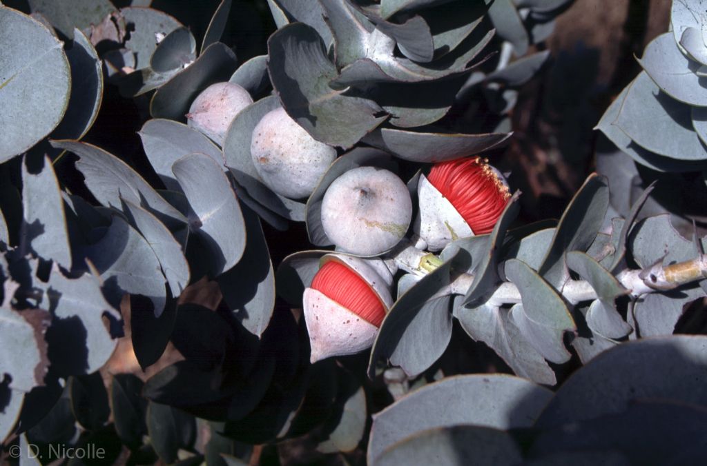 Eucalyptus macrocarpa elachantha