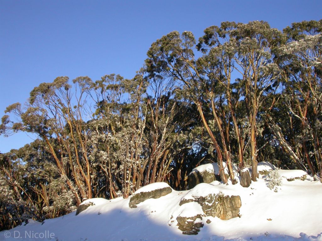 Eucalyptus pauciflora acerina snow gum