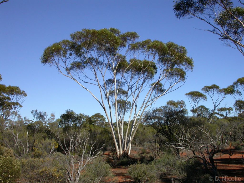 Eucalyptus pileata mallee