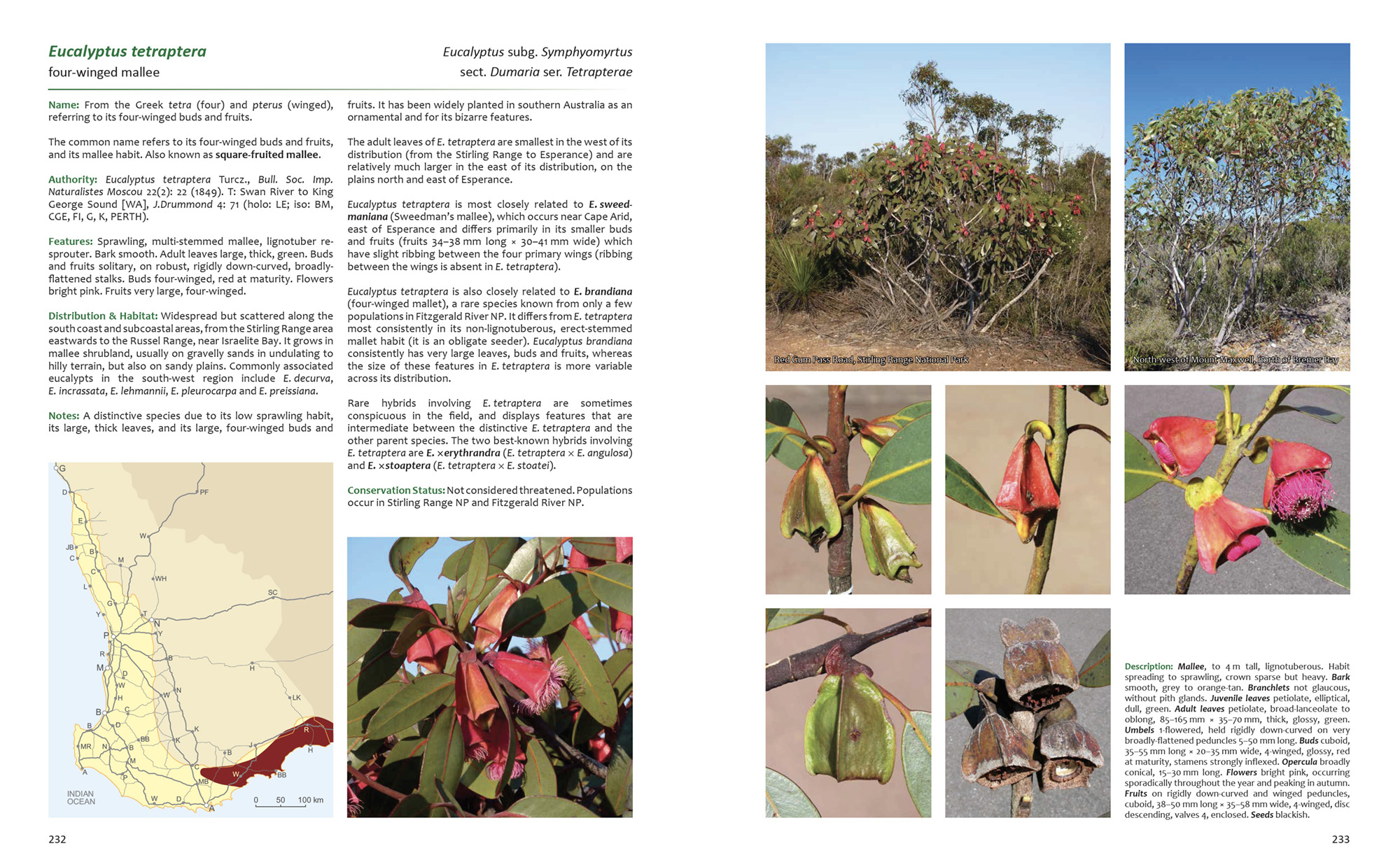 Eucalyptus tetraptera sample page