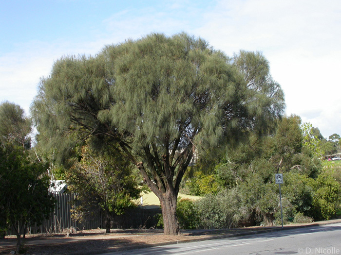 Allocasuarina verticillata drooping sheoak street tree South Australia biodiversity