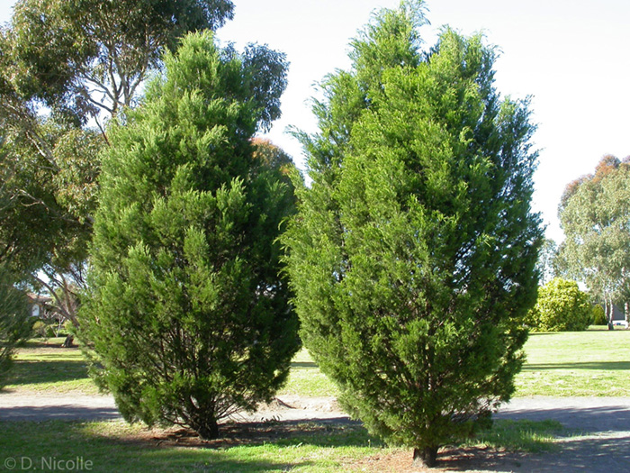 Callitris gracilis native cypress pine trees