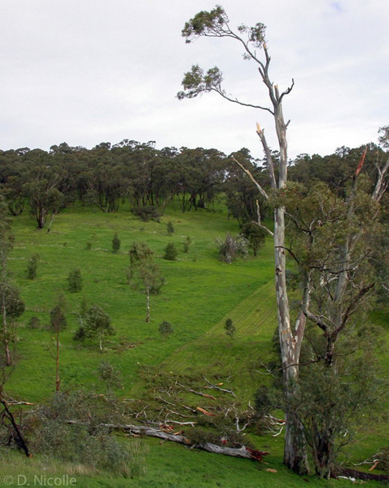 Eucalyptus camaldulensis river red gum storm damage branches