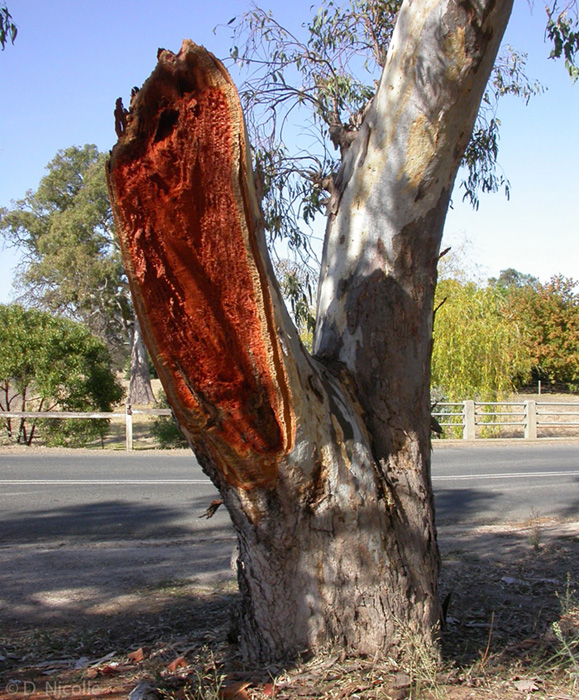 Eucalyptus camaldulensis river red gum sudden branch failure risk safety wood