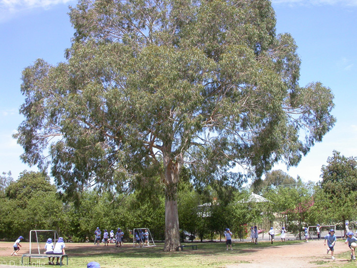 Eucalyptus citriodora lemon scented gum risk management tree