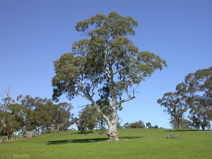Eucalyptus gums residential development Mt Barker Adelaide hills