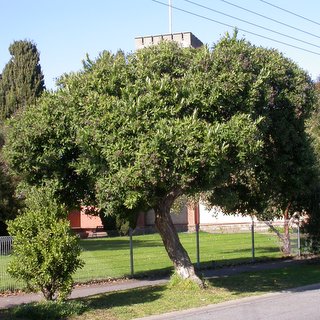 Angophora hispida dwarf street tree South Australia