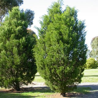 Callitris gracilis native cypress pine trees