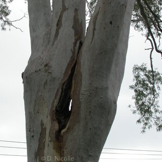 Eucalyptus camaldulensis river red gum structural failure risk hazard
