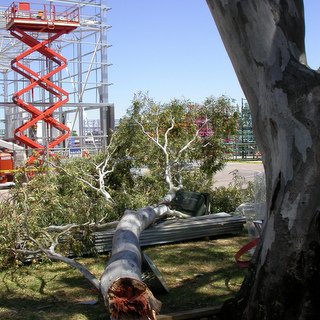 Eucalyptus camaldulensis river red gum sudden branch failure risk safety