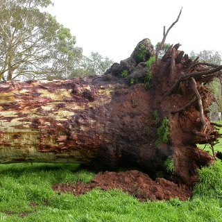 Eucalyptus dalrympleana Mountain white gum Oakbank tree failure risk