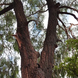 Eucalyptus sideroxylon red ironbark bifurcation structure risk failure