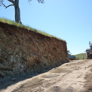 Eucalyptus tree development TPZ protection zone excavation