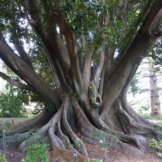 Ficus macrophylla Moreton Bay fig-tree Adelaide roots